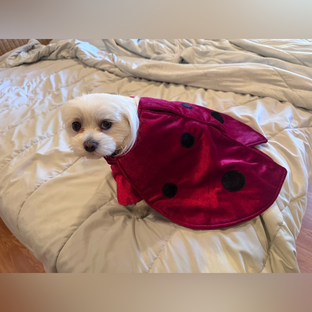 Red Ladybug Dog Costume- she’s a 3 year old maltipoo  about 13 lbs for sizing